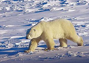 Polarbär Polarbär