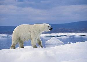 Polarbär Polarbär