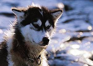 Husky-Gesicht Husky-Gesicht