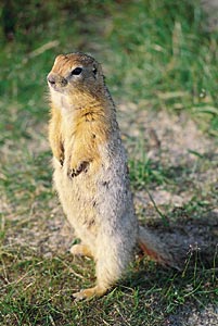 Arktisches Erdhörnchen (Spermophilus undulatus) Arktisches Erdhörnchen (Spermophilus undulatus)